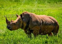 A white rhinoceros standing in a green field