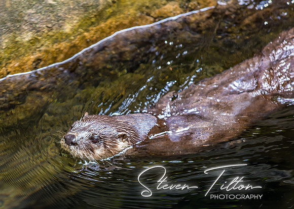 Otter swimming in a stream