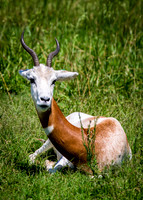 A gazelle laying in a field
