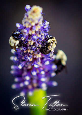 Busy Bees