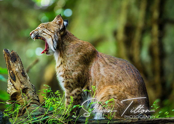 Lynx yawning