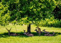 Shade for the Herd