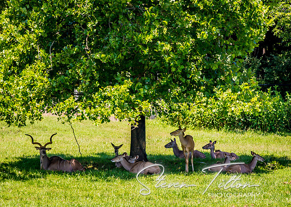 Shade for the Herd