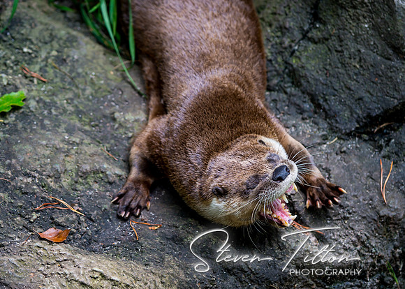 Otter waking up from a nap