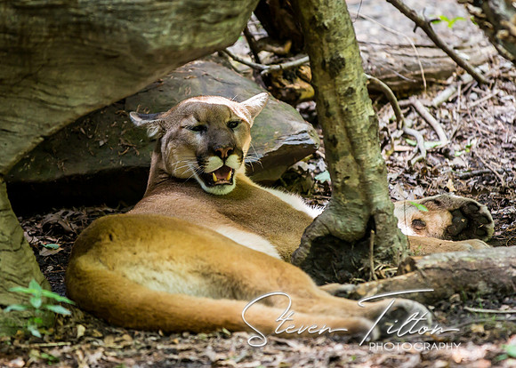 Mountain Lion relaxing under a rock