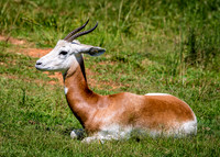 A gazelle laying in a field