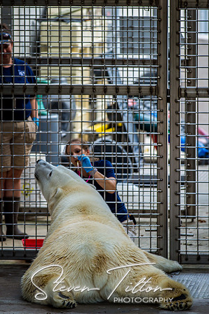Polar Bear Checkup