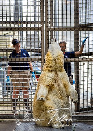 Polar Bear Training