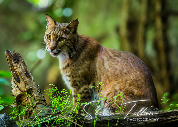 Lynx in the woods
