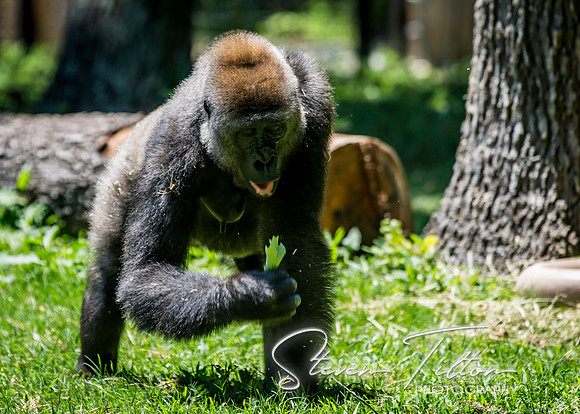 Silverback with a snack