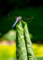 Dragonfly Landing