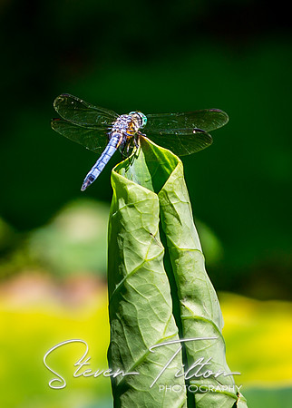 Dragonfly Landing