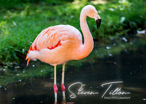 Flamingo wading in a pond
