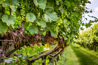 Horton Cellars Winery