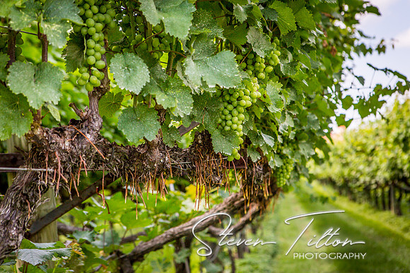 Horton Cellars Winery