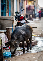 Pig searches for food in local village