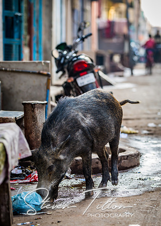 Pig searches for food in local village
