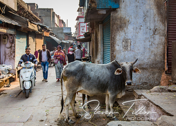 Bull eats some grass in local village