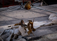 Monkey Business at AGC