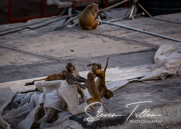 Monkey Business at AGC