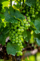 Horton Cellars Winery