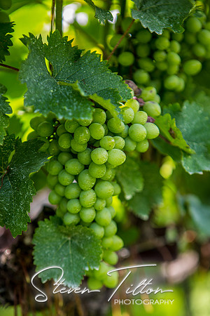 Horton Cellars Winery