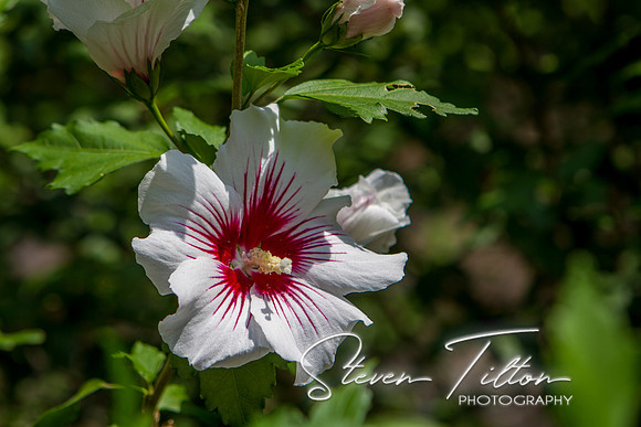 Colonial Williamsburg