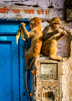 Two monkeys enjoy breakfast in local village