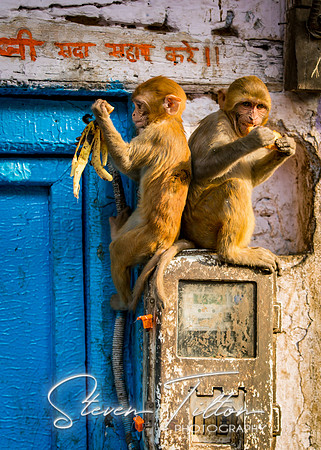 Two monkeys enjoy breakfast in local village