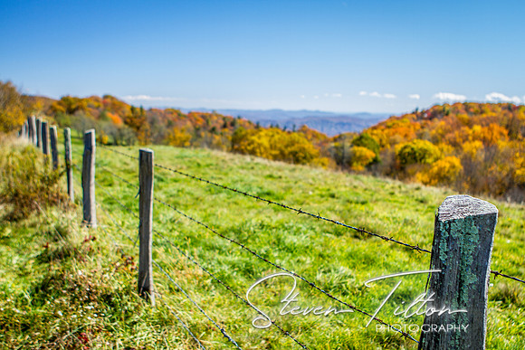 Mountain Foilage