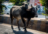 Cattle taking a stroll along the main road in Agra.