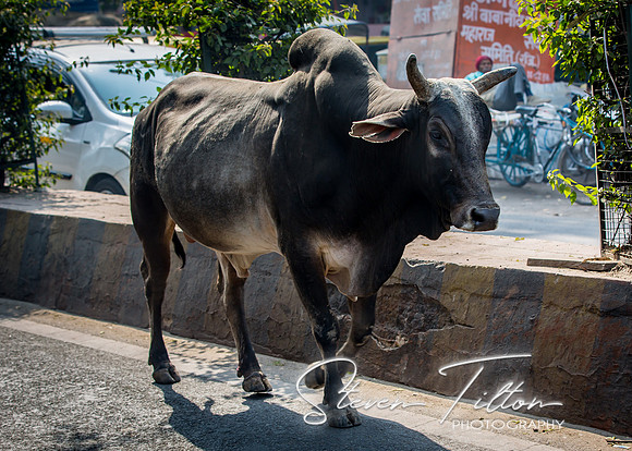 Cattle taking a stroll along the main road in Agra.