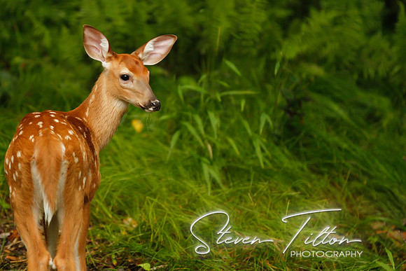 Doe in the Forest