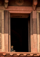 A monkey stares out of the window of the Tomb Of John Russell Colvin