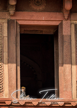 A monkey stares out of the window of the Tomb Of John Russell Colvin
