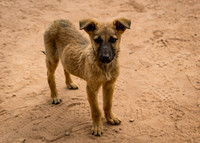A stray puppy inside Qutab Minar