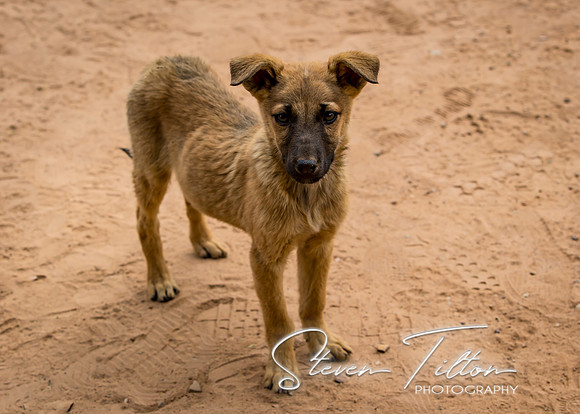 A stray puppy inside Qutab Minar
