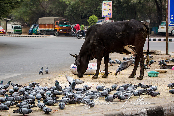 New Delhi Sights