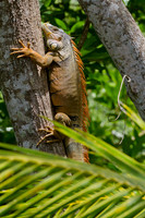 Isla Roatán, Honduras
