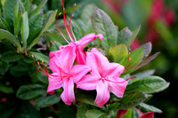 Pink Azalea