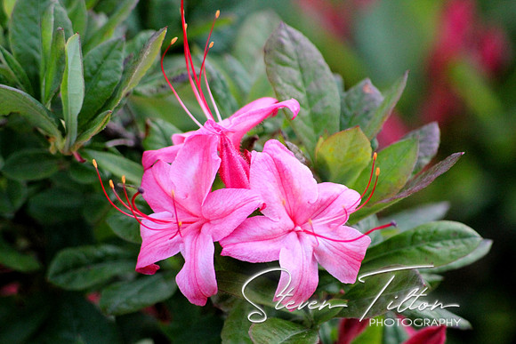 Pink Azalea