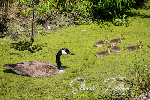 Goslings