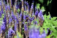 Buzzing Bee