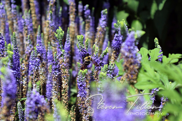 Buzzing Bee