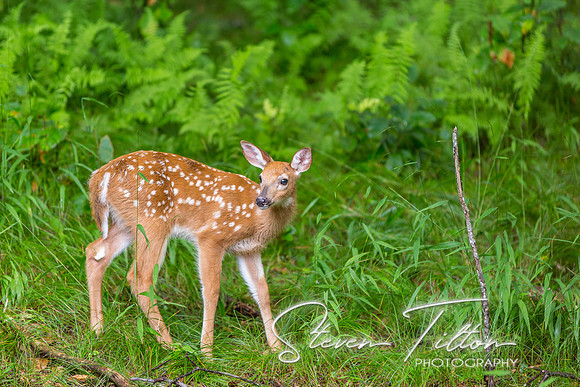 Banner Elk, NC