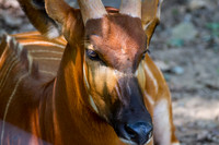 Asheboro Zoo