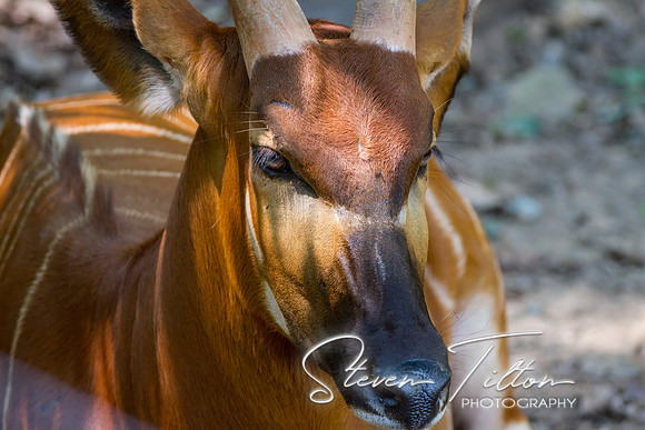 Asheboro Zoo