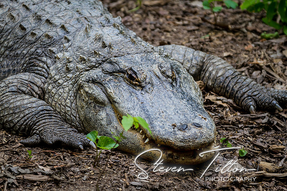 Asheboro Zoo