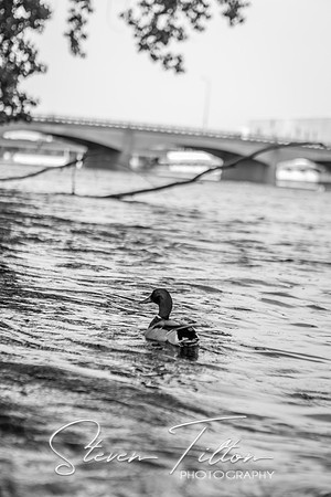 Grand Rapids, MI