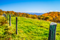 Mountain Foilage
